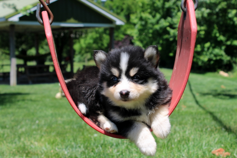 puppy, for, sale, Pomsky, Matthew B. Stoltzfus, dog, breeder, Gap, PA, dog-breeder, puppy-for-sale, forsale, nearby, find, puppyfind, locator, puppylocator, aca